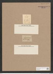 Diatomeae indet. Zeichnungen Sammlung Grunow Nr. 1473 (NHMW-BOT-W0368484)